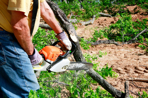 How Our Tree Care Process Works  in  Questa, NM